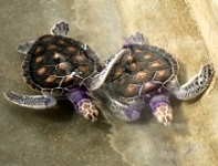 turtle releasing festival at Thai Muang turtle releasing festival at Thai Muang